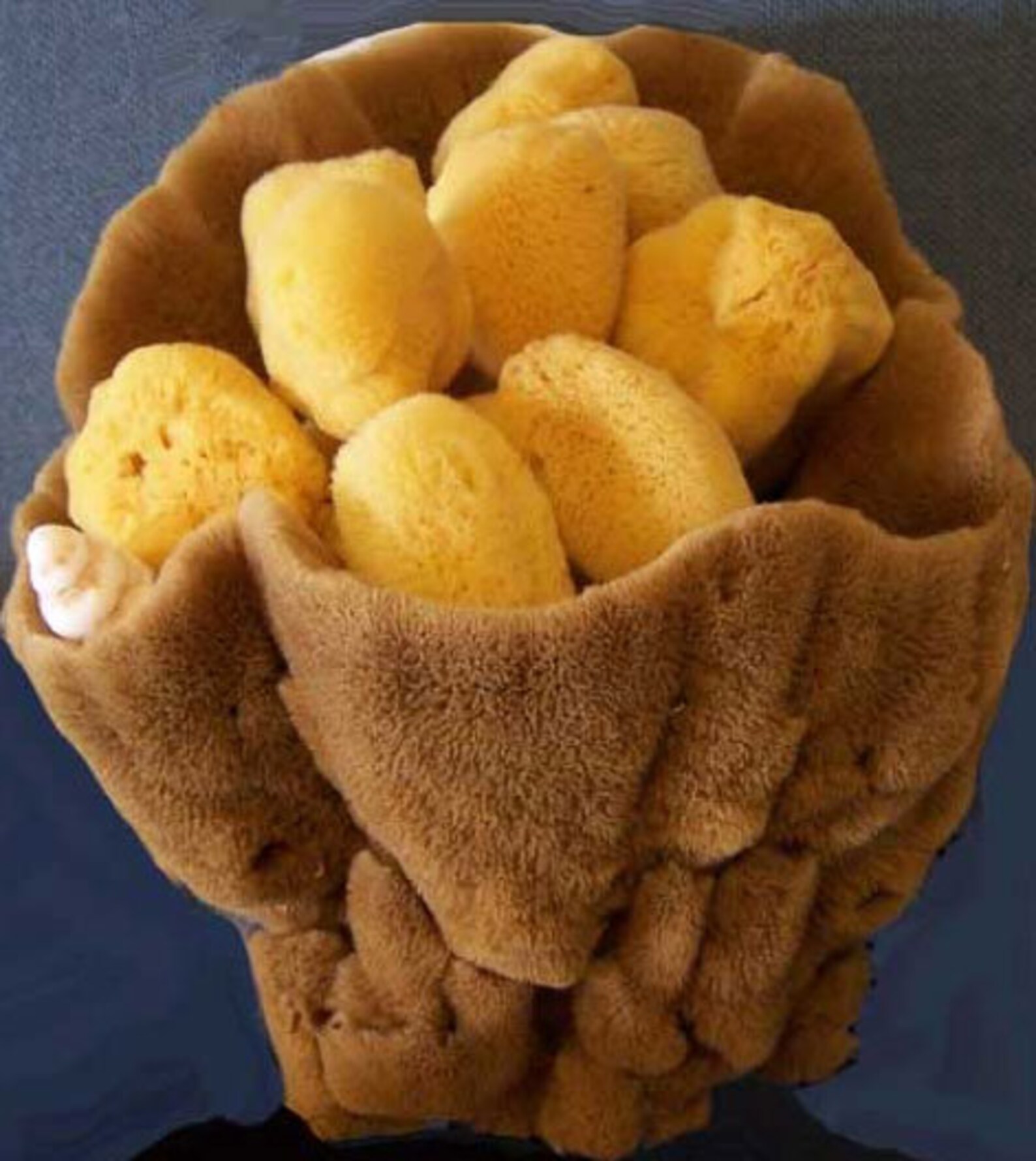 Menstrual sea sponge organic sea sponge menstrual care Etsy