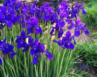 Siberian Iris Rhizomes (6)