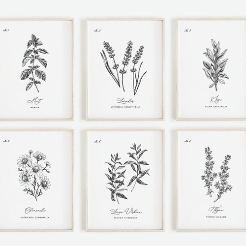 Herb Prints Set of 9 Printable Kitchen Wall Art Botanical - Etsy