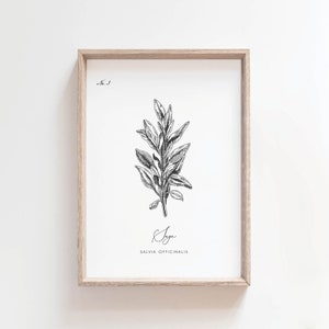 May include: A framed botanical print featuring a detailed black and white illustration of a sage plant. The print includes the word "Sage" in cursive and the scientific name "Salvia Officinalis". The frame is a light wood color.