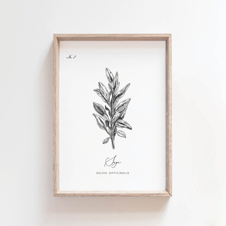 May include: A framed botanical print featuring a detailed black and white illustration of a sage plant. The print includes the word "Sage" in cursive and the scientific name "Salvia Officinalis". The frame is a light wood color.