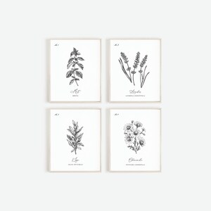 May include: Four framed botanical prints featuring detailed black and white illustrations of herbs. The prints include images of mint, lavender, sage, and chamomile, each labeled with its common and scientific name. The frames are a light neutral color.