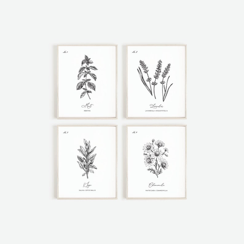 May include: Four framed botanical prints featuring detailed black and white illustrations of herbs. The prints include images of mint, lavender, sage, and chamomile, each labeled with its common and scientific name. The frames are a light neutral color.