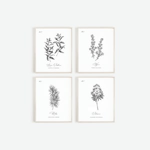 May include: Four framed botanical prints with black and white illustrations of herbs. Each print features a different plant with its name and scientific name in elegant script. The frames are a light beige color.