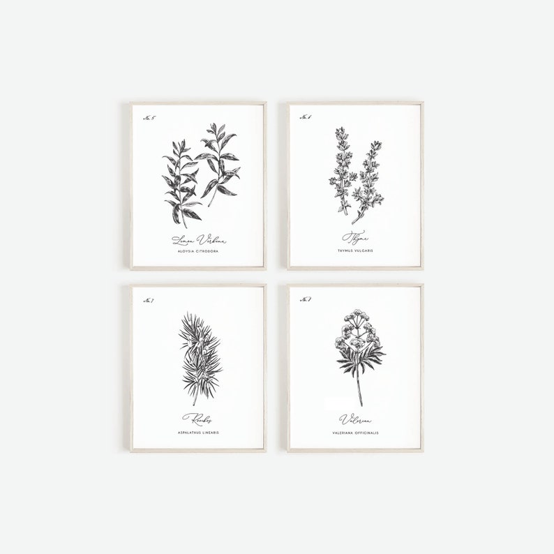 May include: Four framed botanical prints with black and white illustrations of herbs. Each print features a different plant with its name and scientific name in elegant script. The frames are a light beige color.