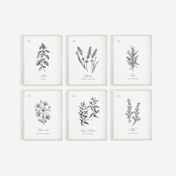 Herb Prints Set of 6 , Kitchen Printable Art, Botanical Print, Kitchen decor, Kitchen Wall Art, Kitchen Print Set, Botanical Line Art, Set 8
