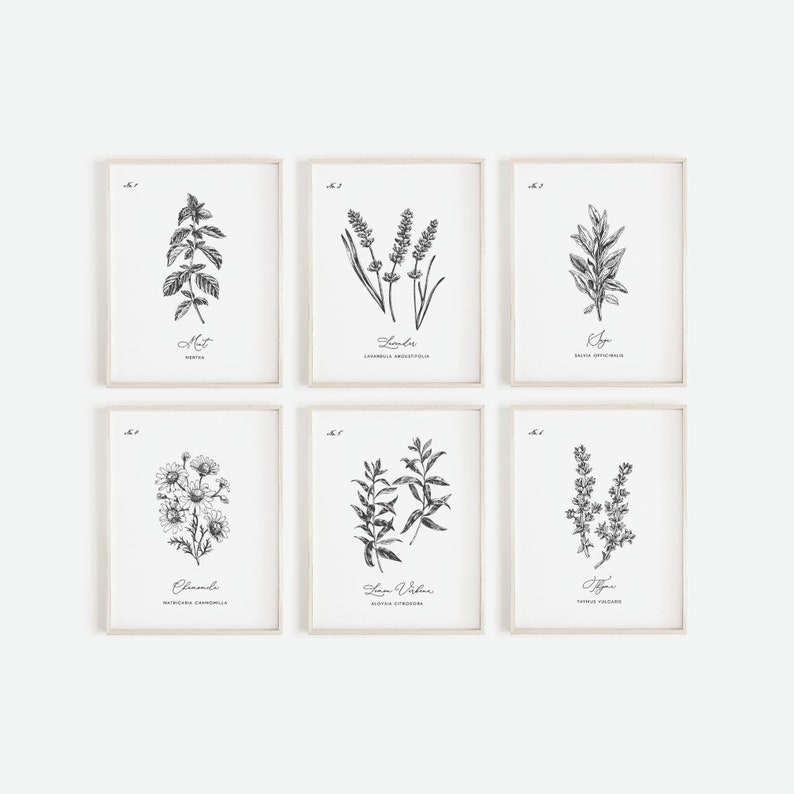 May include: Six framed botanical prints featuring black and white illustrations of herbs. Each print displays a different herb, including mint, lavender, sage, chamomile, lemon verbena, and thyme, with the herb's name and Latin name below.