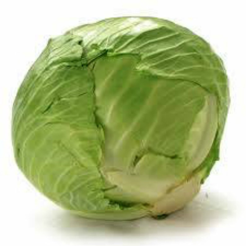 Cabbage Green Organic cabbage seeds Non-GMO 60 Seeds USA
