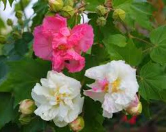 Hibiscus Mutabilis Etsy