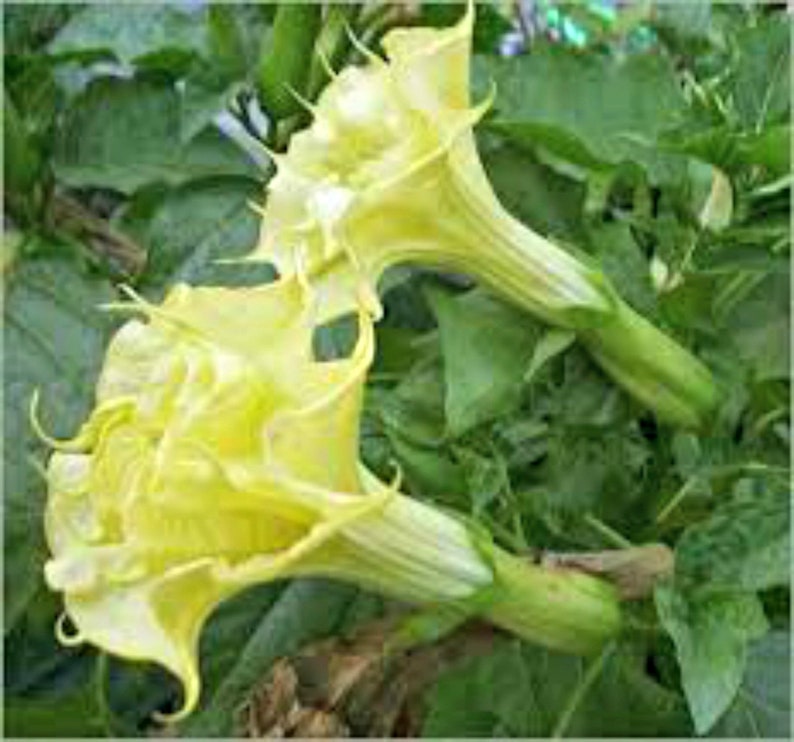 Datura Devil's Trumpet aka Yellow Moon flower fragrant Etsy