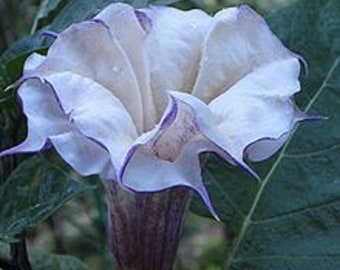 Datura Devil's Trumpet seeds White Moon flower fragrant blooms 15 seeds
