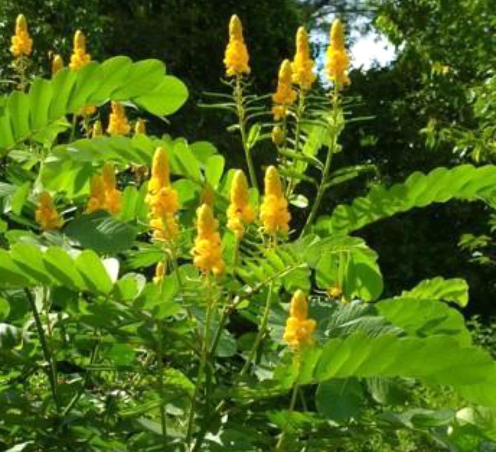 Candlestick Candle Bush Shrub Cassia Alata Senna Alata Etsy