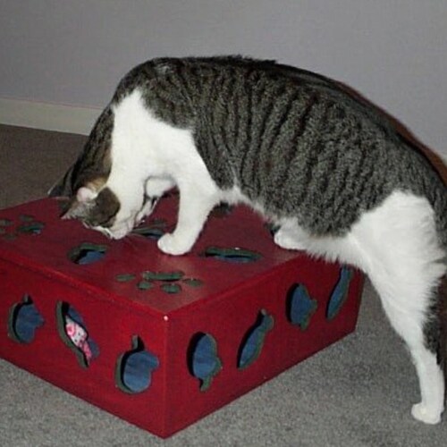 Cat Toy Box Etsy
