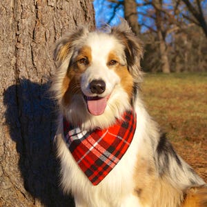 MooseExpressions red & black plaid flannel bandana on aussie