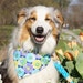 see more listings in the Dog Bandanas section