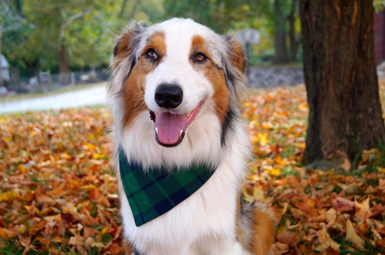 Plaid Dog Bandana, Dog Christmas Bandana Over the Collar, Dog Christmas Gift, New Dog Owner Gifts image 2