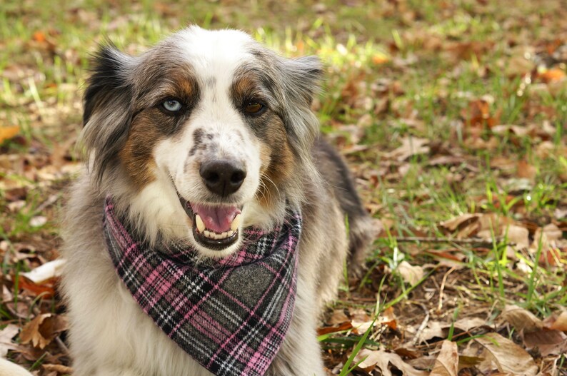 girl dog bandanas