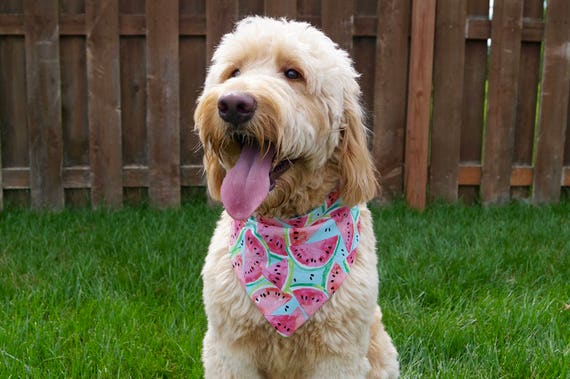 cute puppy bandanas