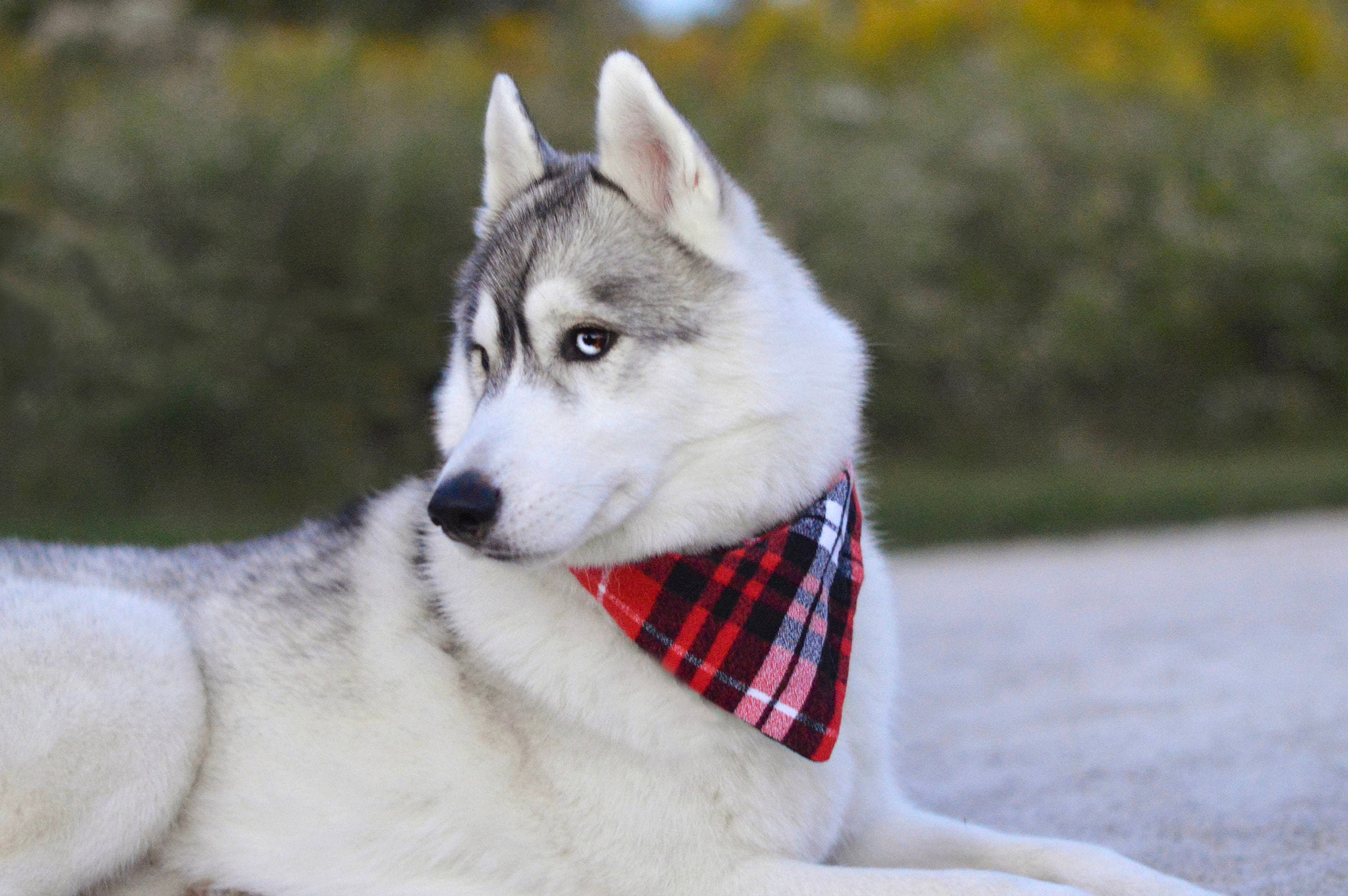 Bandana Pour Chien à Carreaux Rouge et Noir
