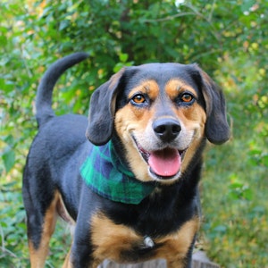 Plaid Dog Bandana, Dog Christmas Bandana Over the Collar, Dog Christmas Gift, New Dog Owner Gifts image 5