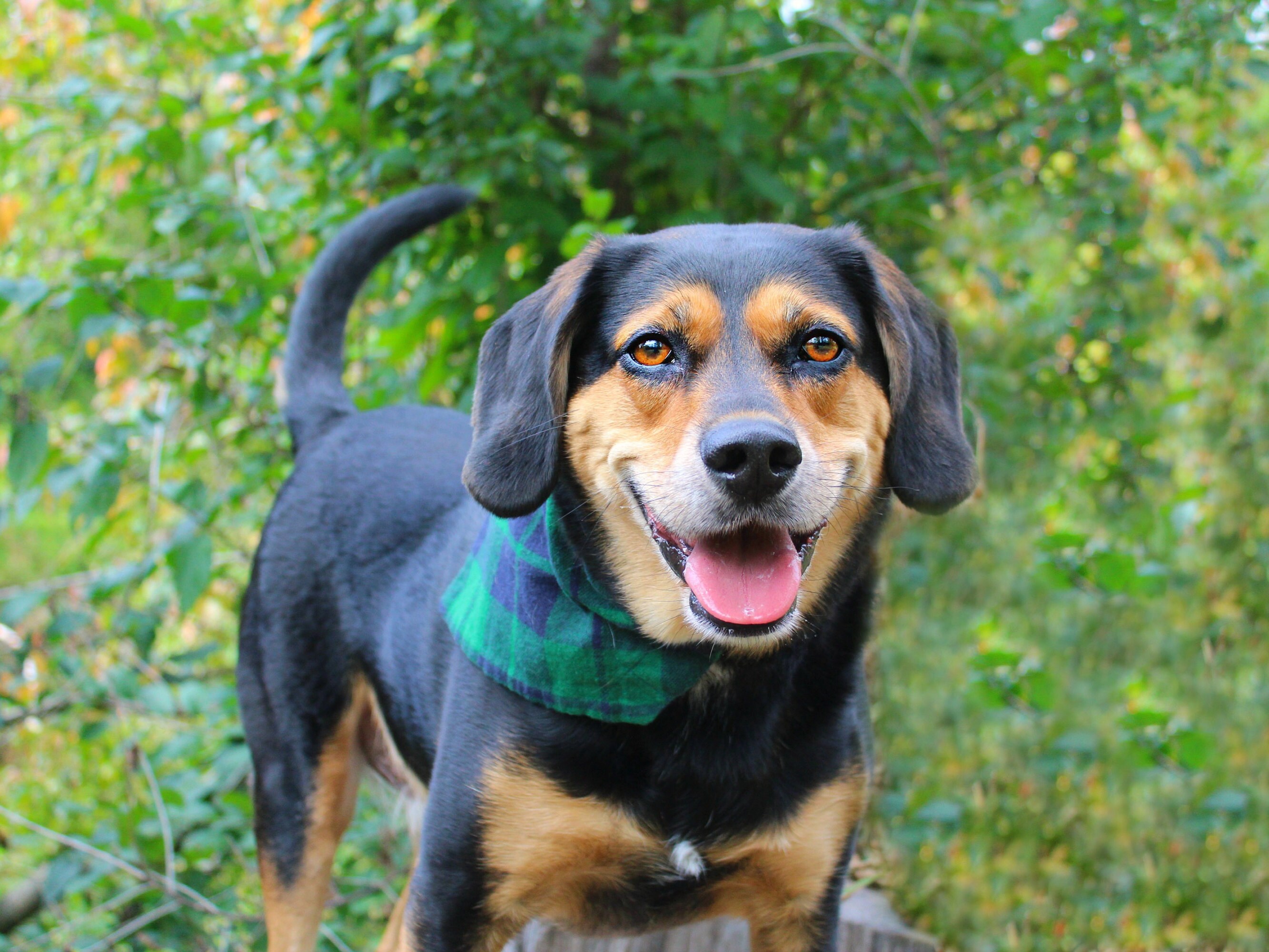 Plaid Hund Bandana Hund Bandana Snap Hund Bandana über dem Etsy