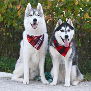 MooseExpressions red & black plaid flannel bandanas on huskies