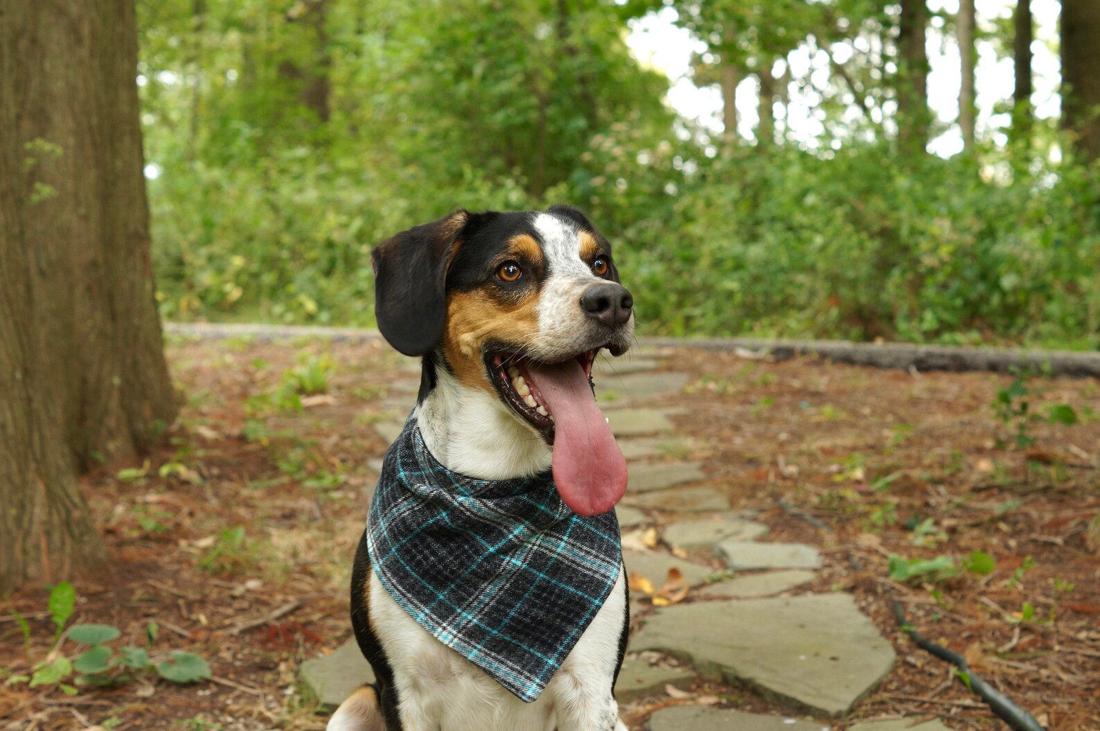 Plaid Dog Bandana Boy Dog Bandana Gifts for Dogs Gifts Etsy