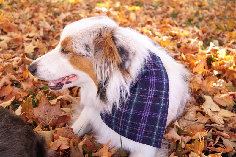 flannel dog bandana