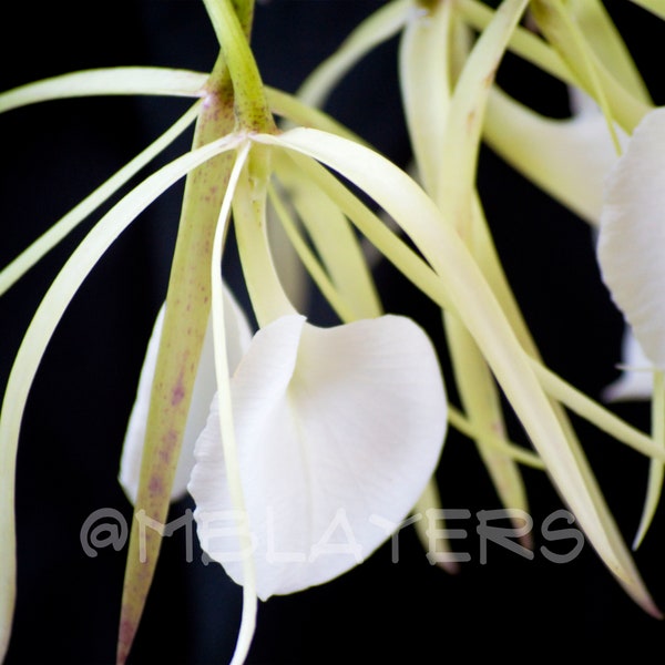 Brassavola Nodosa photography file to print