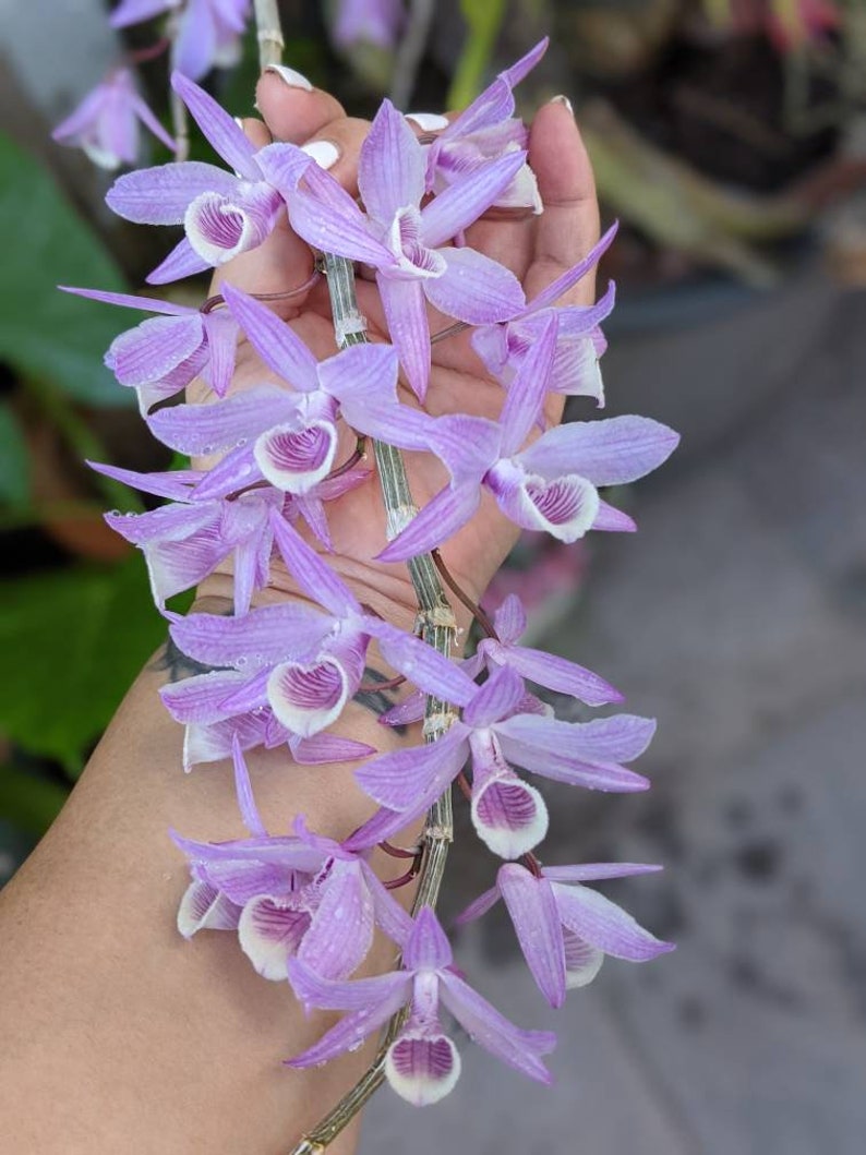 Cork Bark Mounted Dendrobium Aphyllum Orchid Plant Etsy