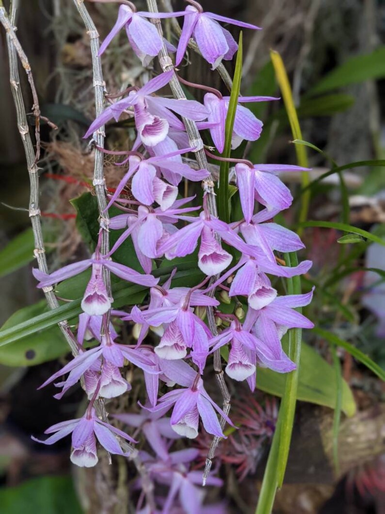 Cork Bark Mounted Dendrobium Aphyllum Orchid Plant Etsy