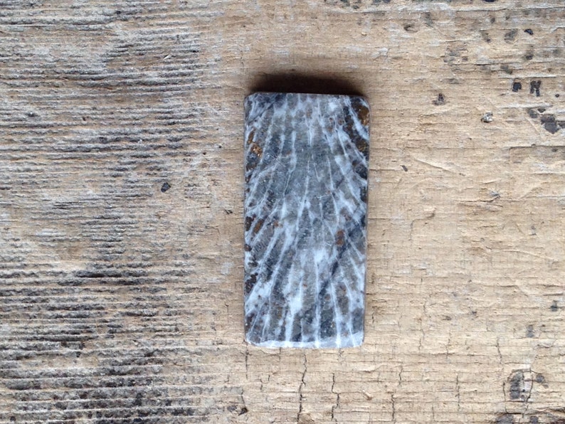 Rectangular Fossil Coral Cabochon 27.56mm Black and Grey