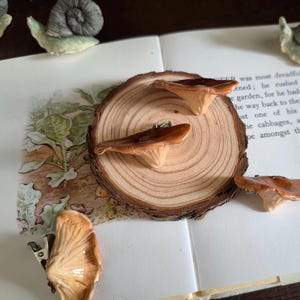 May include: A selection of mushroom-shaped hair clips and decorative items. The clips are brown and beige, with a realistic texture. They are displayed on a wooden slice and a vintage book page with illustrations.