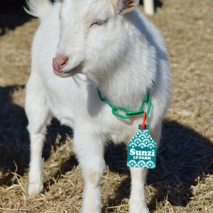 Puede incluir: Una cabra blanca con un collar de cadena verde y una etiqueta verde que dice "Sunzi LT-Farm". La cabra est&aacute; de pie sobre un lecho de heno marr&oacute;n.