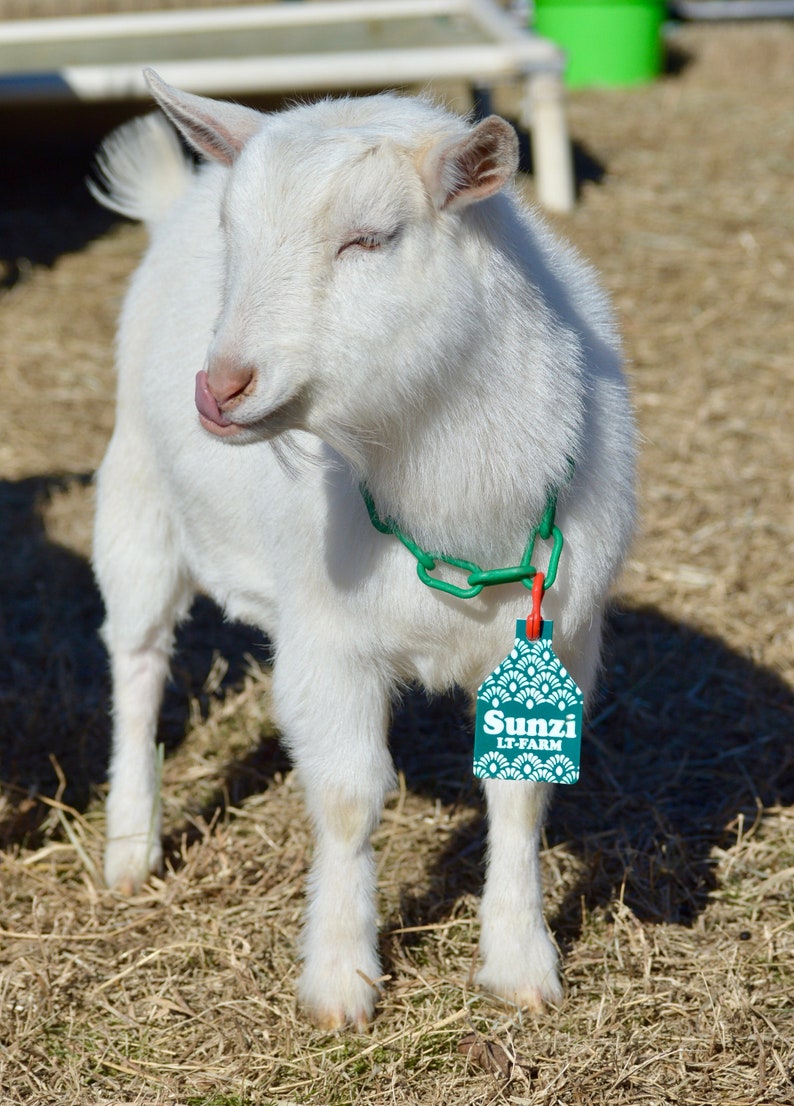 Puede incluir: Una cabra blanca con un collar de cadena verde y una etiqueta verde que dice "Sunzi LT-Farm". La cabra est&aacute; de pie sobre un lecho de heno marr&oacute;n.