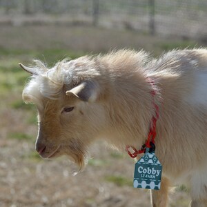 Puede incluir: Una cabra marr&oacute;n claro con una mancha blanca en la espalda. La cabra lleva un collar de cuerda rojo con una etiqueta verde que dice "Cobby LT-Farm".