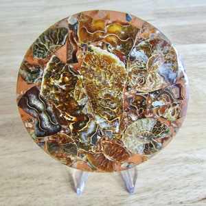 Ammonite Fossil Disc #3 - Natural Rare Ammonite Fossil Crystal Disc Display