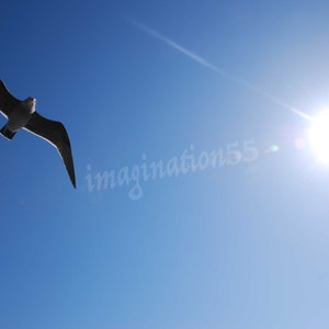 Bird Sun Blue Sky Photography Digital Download