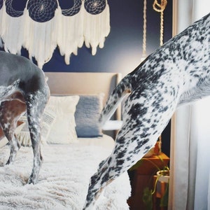 May include: Two spotted dogs playing on a white fluffy bed in a bedroom with a blue wall and a white dreamcatcher hanging above the bed.
