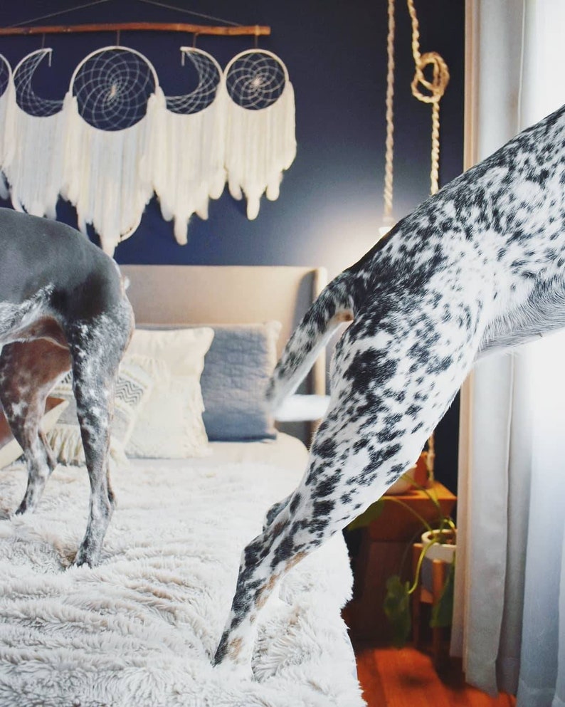 May include: Two spotted dogs playing on a white fluffy bed in a bedroom with a blue wall and a white dreamcatcher hanging above the bed.