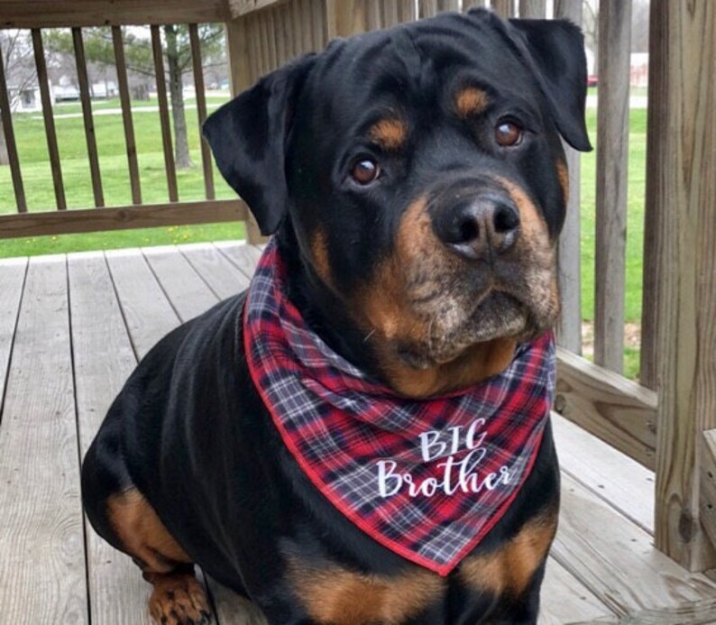 Rustic flannel plaid Great for Pregnancy pics Big Brother or Sister monogram on the front Big Sis too Big Brother Dog Bandana