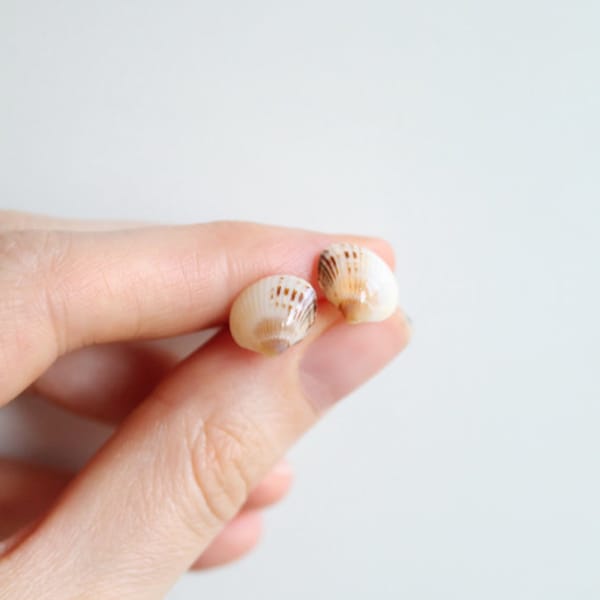Small real seashell jewerly, seashell earrings, ocean, sea, orange earrings, seashell stud earrings, seashell posts, small earrings