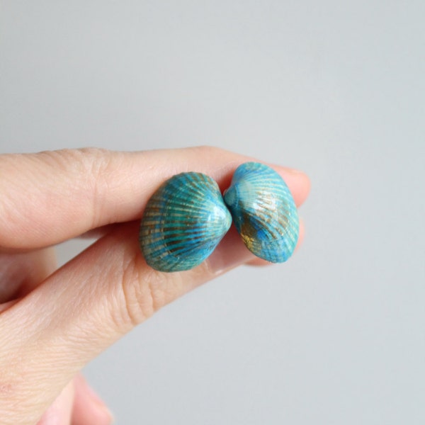 Echte Muschel Ohrringe, Muschel Schmuck, echte Muschel, grün türkis blau Ohrringe, Ohrstecker Muschel, Muschel-Beiträge