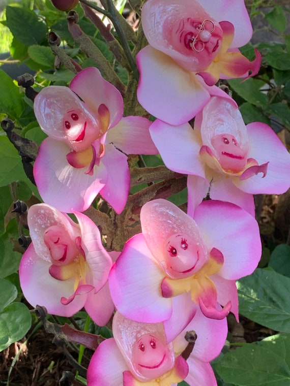 Alice in Wonderland(non) Talking Flowers Lil Oyster on