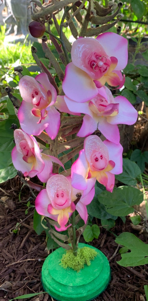 Alice in Wonderland(non) Talking Flowers Lil Oyster on Orchids