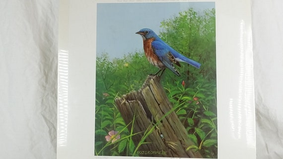 Bluebird watch online