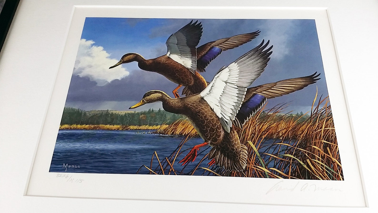 1984 Maine Migratory Waterfowl Stamp Print David Maass Art Etsy