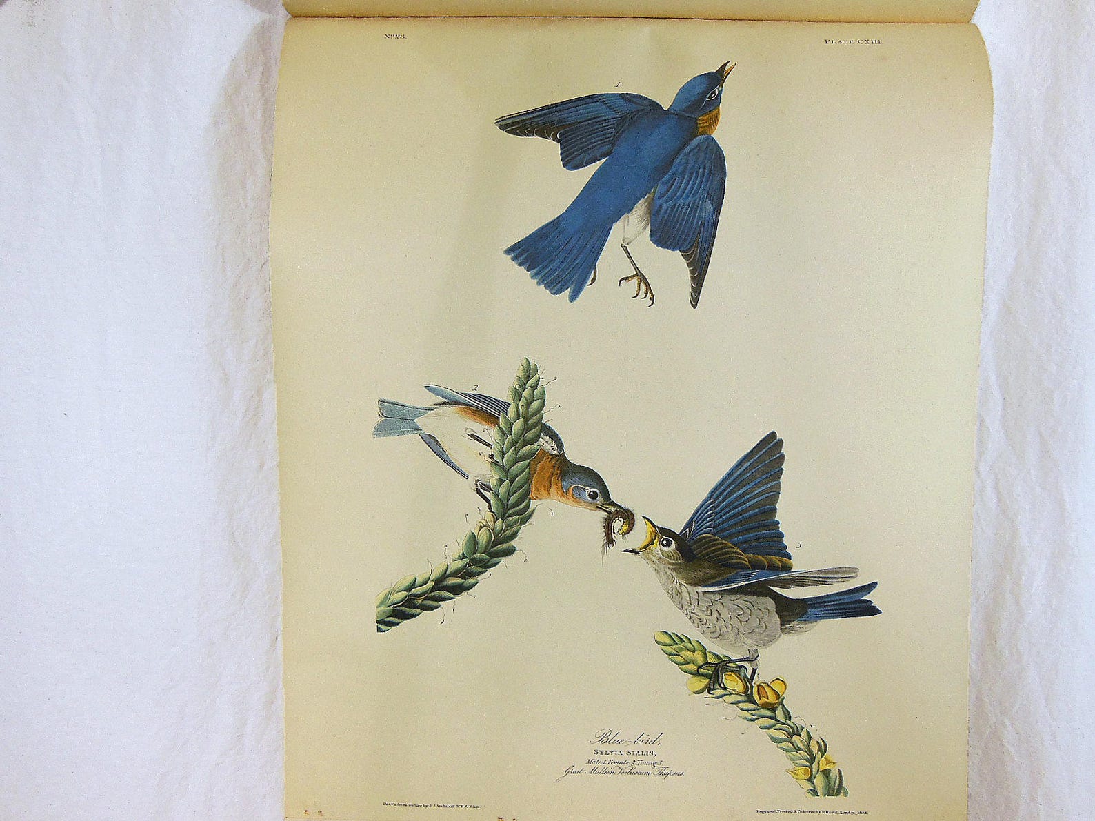 Audubon Calendar 1950 Northwestern Mutual Calendar Vintage Etsy