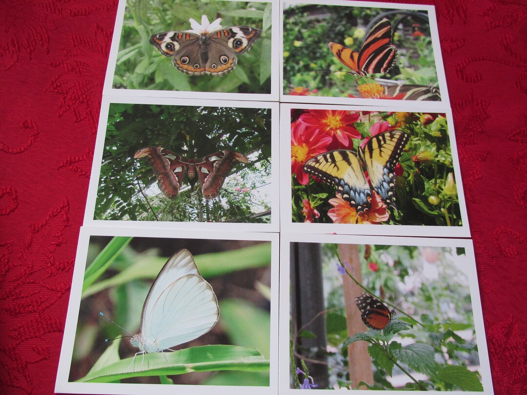 Handmade Butterfly Note Cards, Set of 6, Designer Photography - Etsy