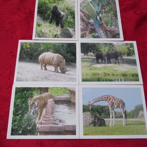 Animal Kingdom, Item #13 Note Cards, set of 6 blank notes, all different, for the animal lover in you. Actual pictures taken by designer.